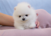 Teddy bear boo Pomeranian yavrularımız